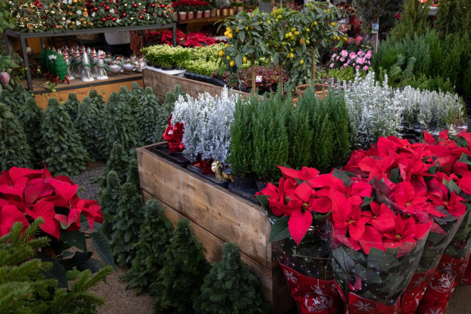 ��� ��������� ����� ���������� ���������: ������ �� ����� � ����������� ��������