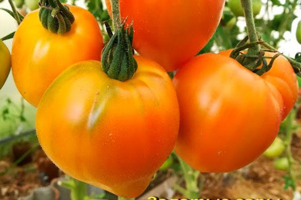 ������ ������� ���� �����: ������� ��������� ����������� � ������������ ��������