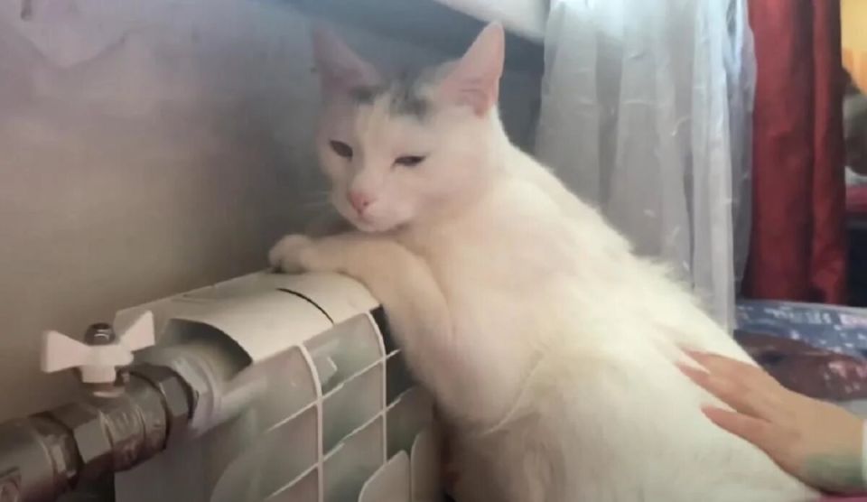 ��� ����������, ��� ��� ��� ��������� ���� �����: ������ �����������