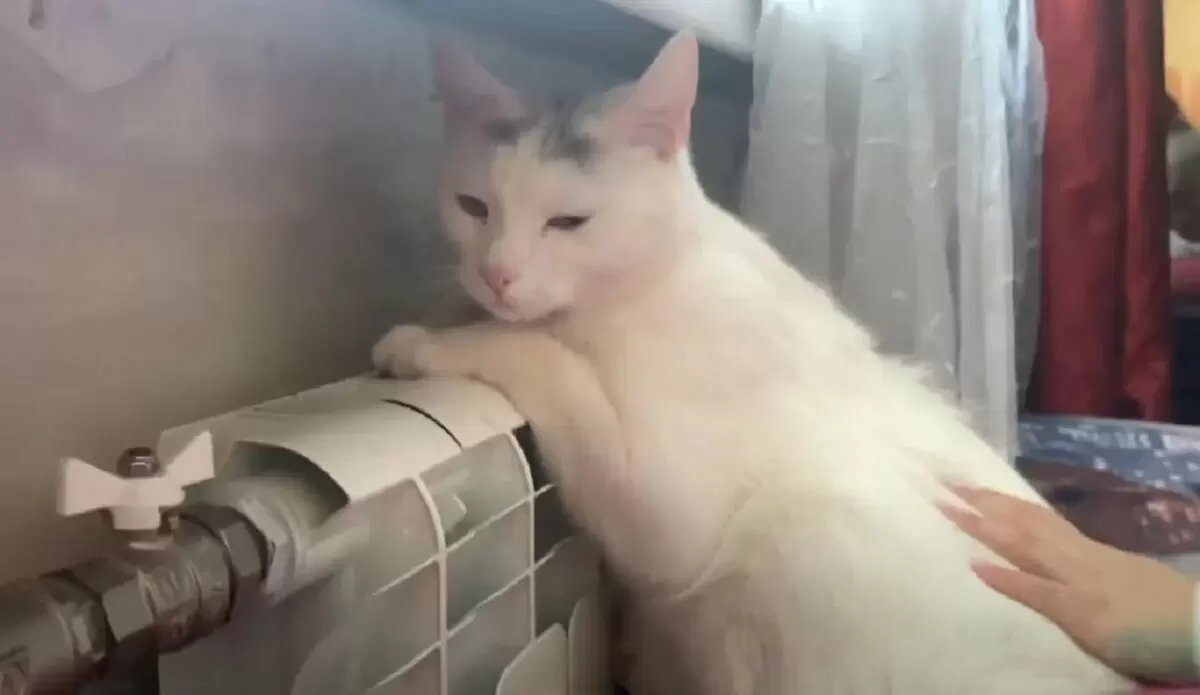 Как распознать, что ваш кот чувствует себя плохо: советы ветеринаров