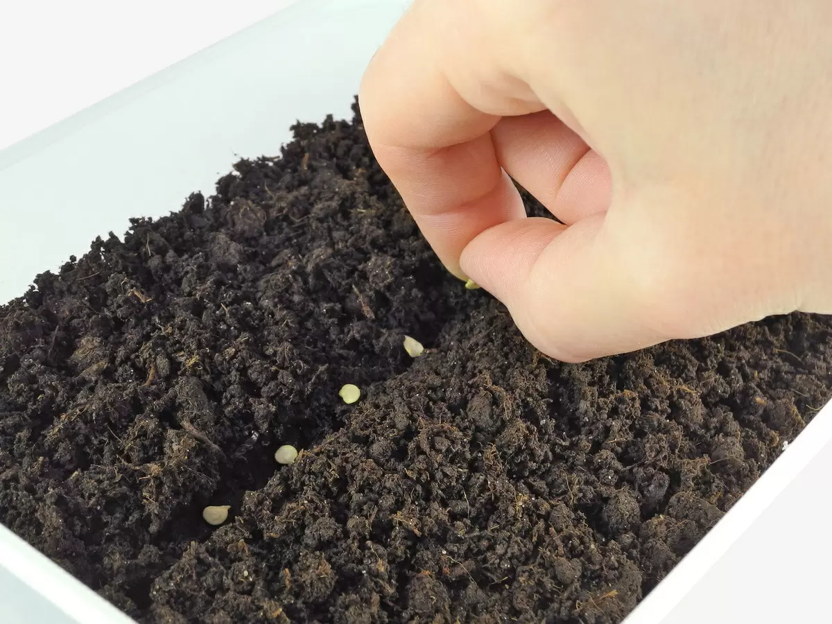 Необычные методы посева перца: секреты быстрого роста и крепкой рассады