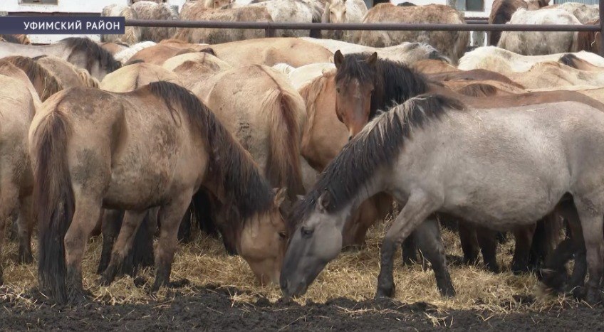 В Башкирии на конном заводе увеличивают мощности производства кумыса