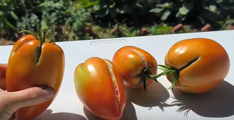 ��� ��������� ����� ����� ������ ��������: ������� ��������� ����� � ����