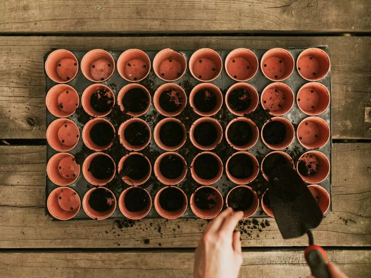 Дренаж в горшках: ключ к здоровью комнатных растений