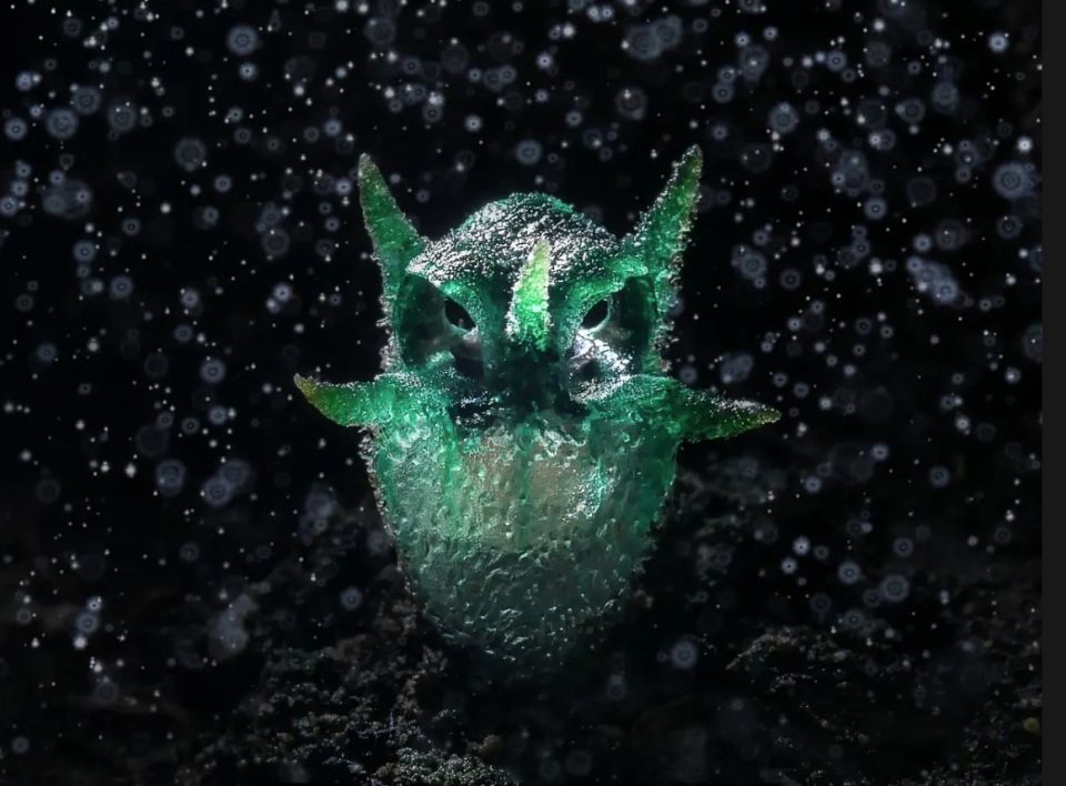 ������: ���������� �������� �� ���� ��������