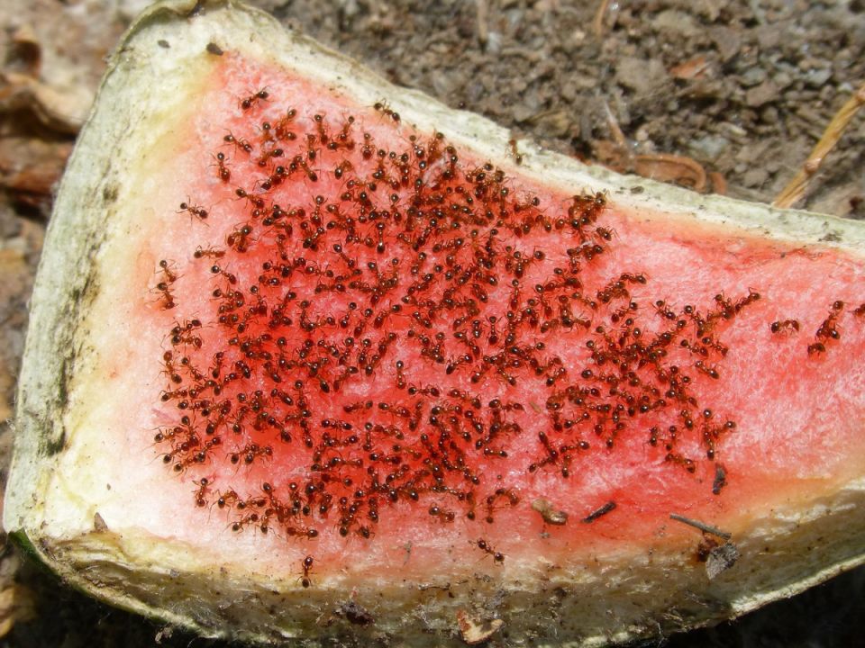 ����������� ������ ������ � ��������� �� ����� �������