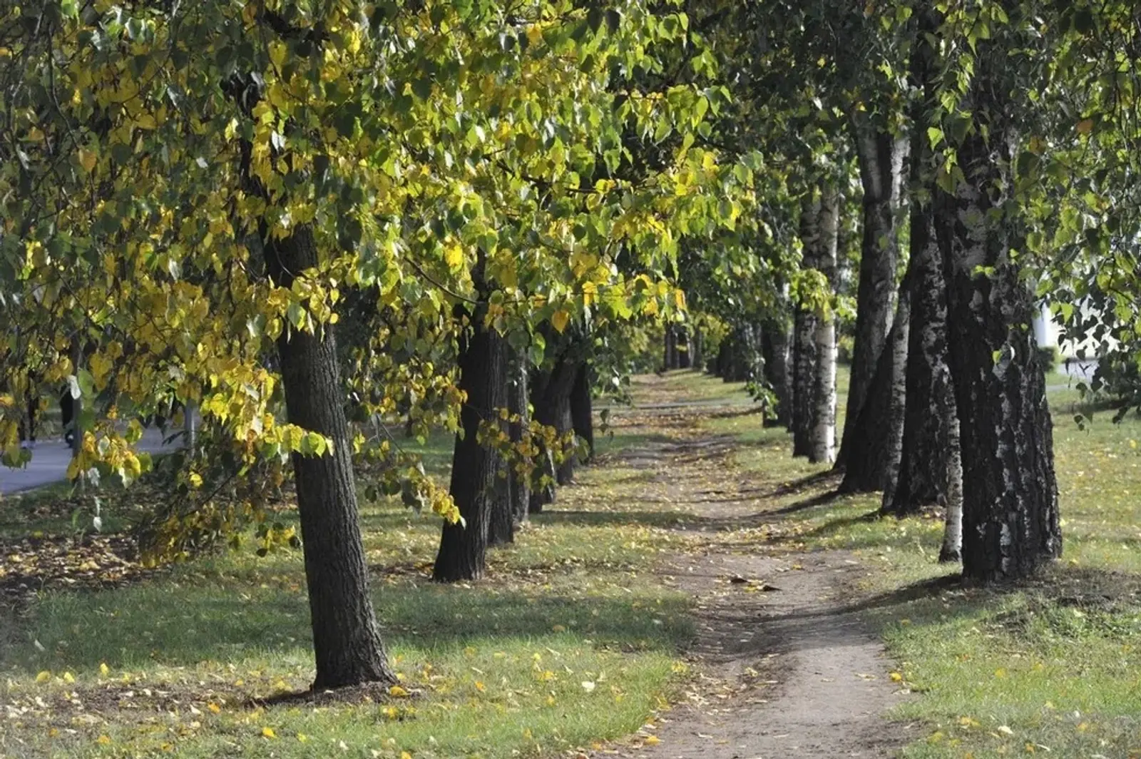 В Башкирии посадят лес Героев
