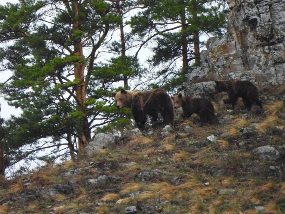 � �������� ���������� ��������� ������ �� ������� ���� ��������