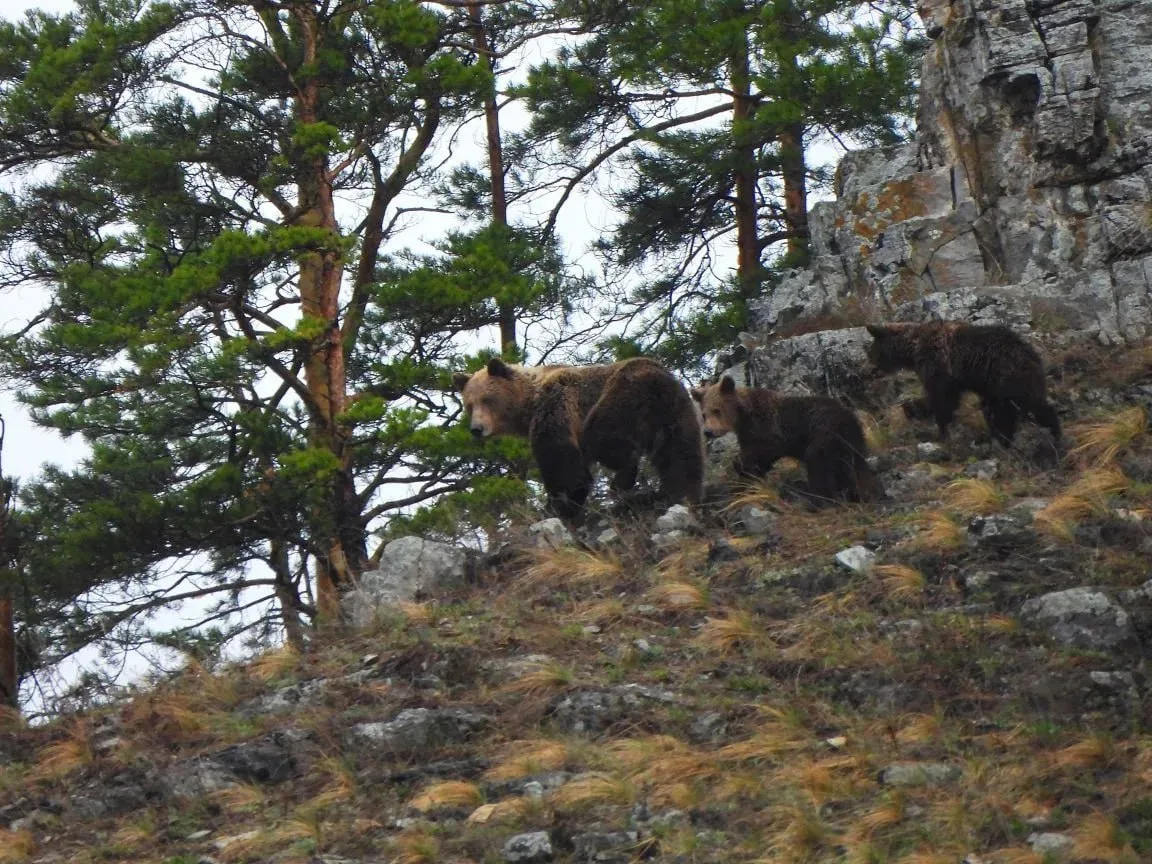 В нацпарке «Башкирия» медведица вывела из берлоги двух медвежат