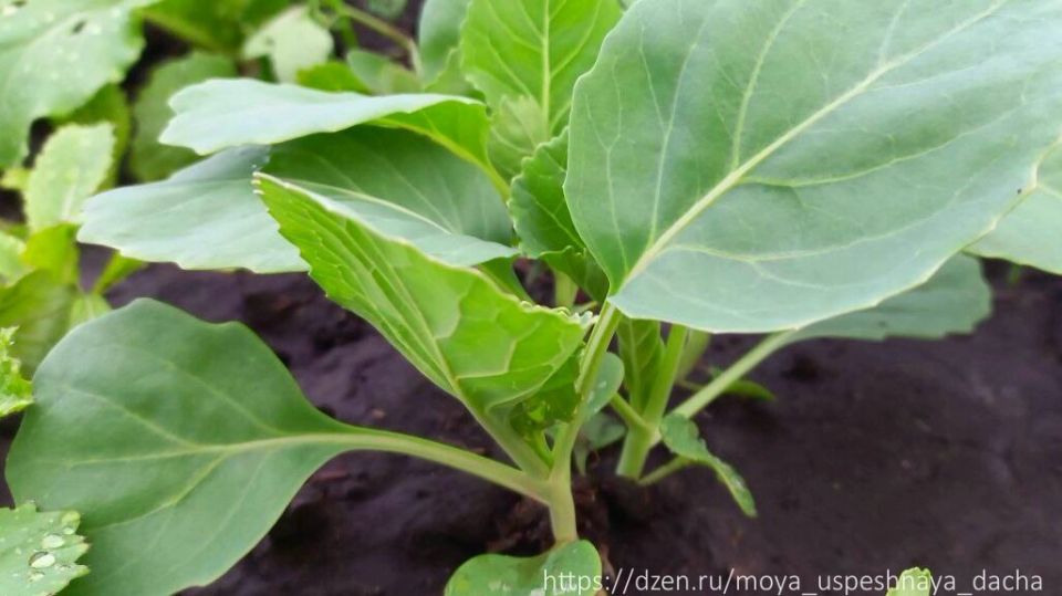 ��� �������� ������ ������ �������: ������ �� ������� � �����