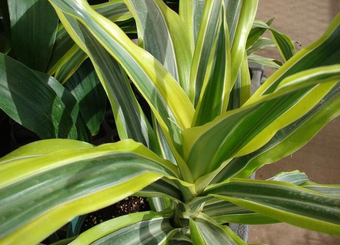 ������ ��������� ������� ����� �������� ��������