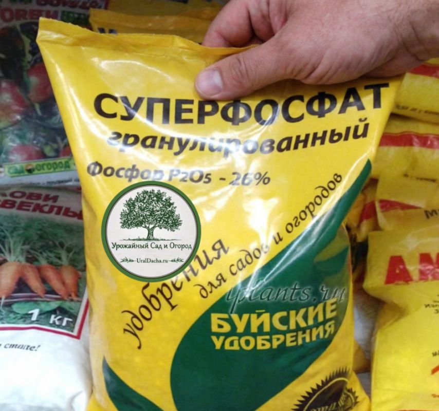 ��� ��������� ������������ �����������: ���� � ����������