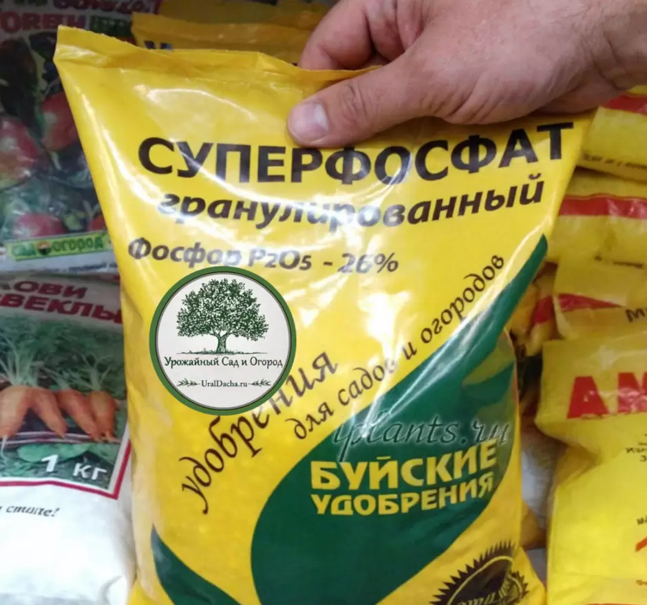 Как правильно использовать суперфосфат: мифы и реальность