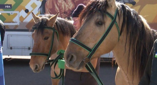 Из Уфы в зону проведения СВО отправили 10 лошадей