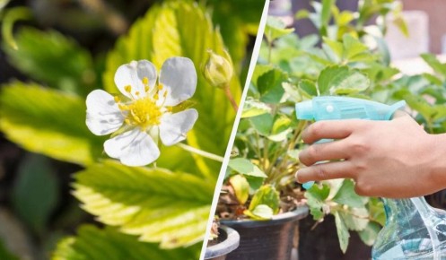 Эффективные способы защиты клубники во время цветения