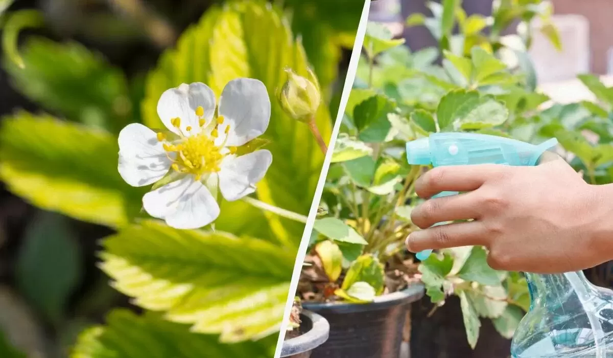 Эффективные способы защиты клубники во время цветения