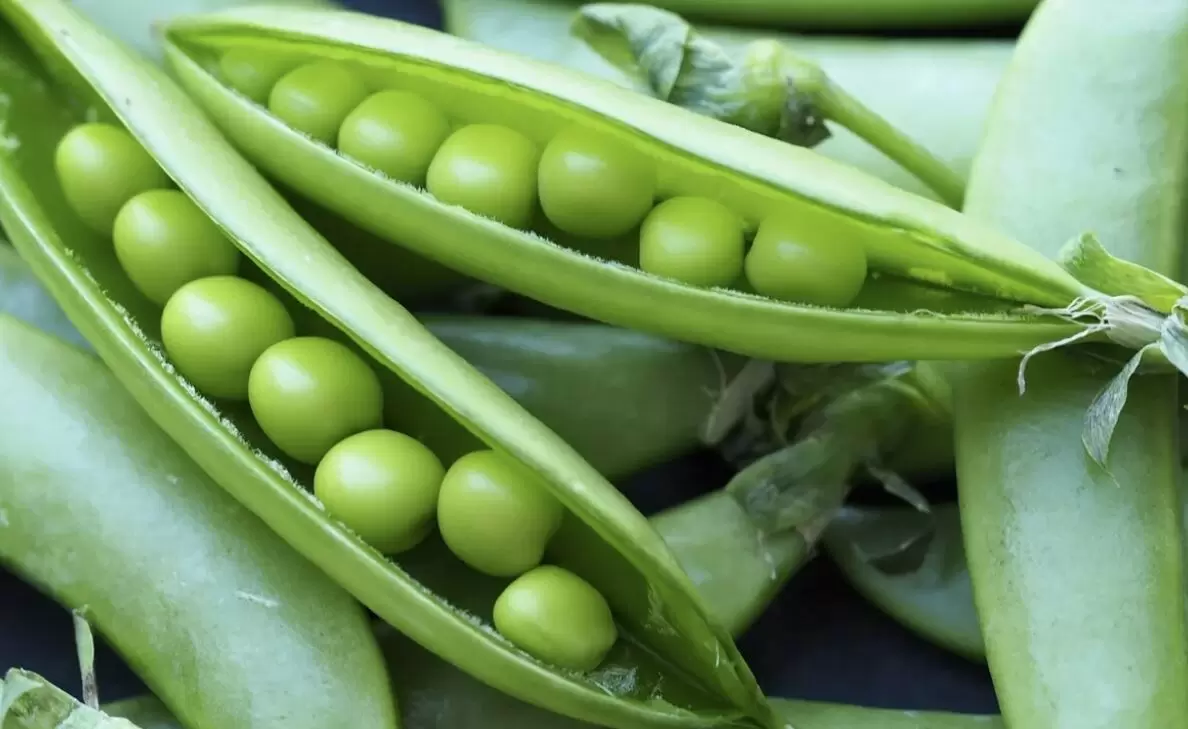 Как добиться богатого урожая гороха