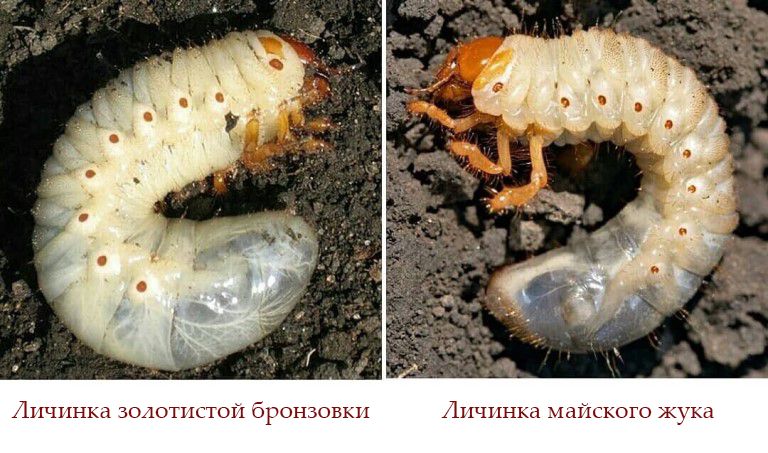 ��� �������� ������� �������� ����: ������ ��� ���������