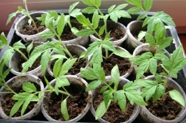 Как обеспечить рассада помидоров необходимым питанием: советы для домашнего огорода