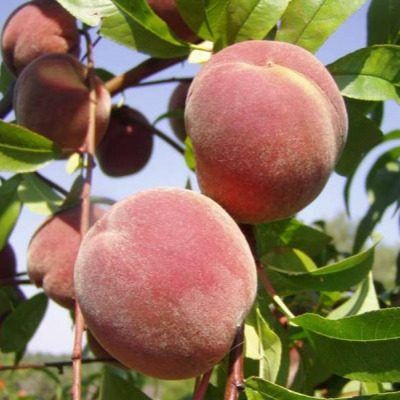 ������ ������ ���������: ������ ����� � ������������ ������