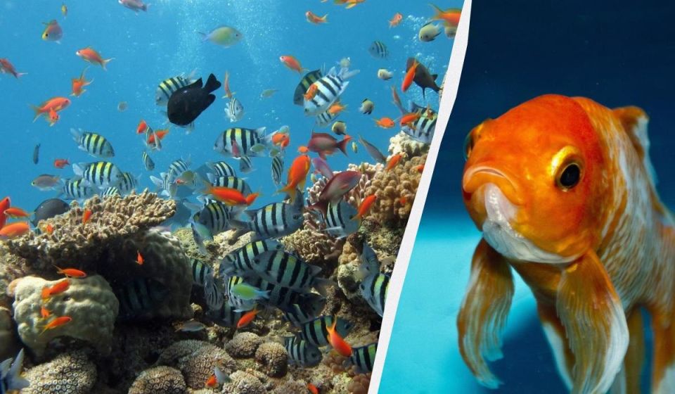 ��� ���� ��������: ���������� � ��������� ��� ������