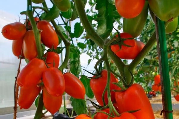 ������ ����� ����: ��, ��� ����� ����� ������ 2025 ����