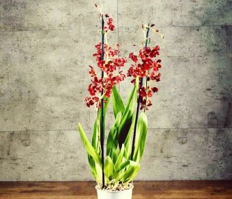 ��� ������� ���������� ���������� � ��������� ����������� ���