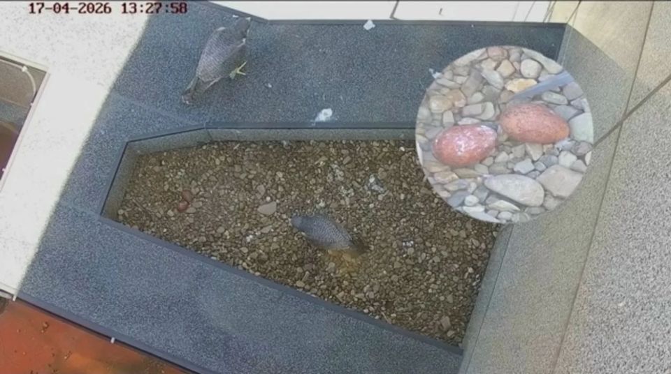 � ��� � ���� ����������� �������� ���������� ��� ����