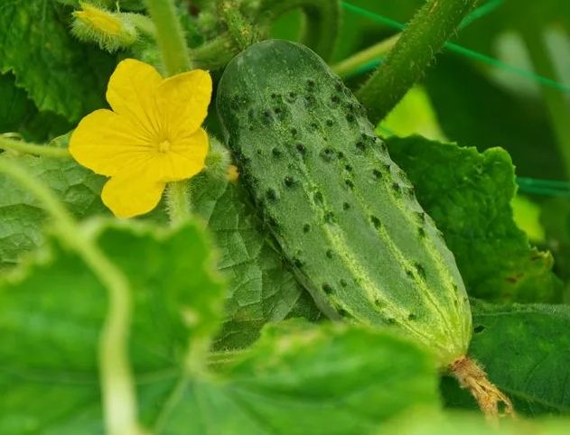 ������������� ���� �������, ������� ������� ��������: ������ �� 25 �� � 1 �?