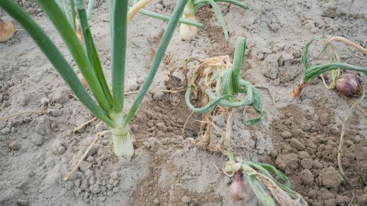 ��� ������� ������ ����: ����������� ������ � ������ �����������