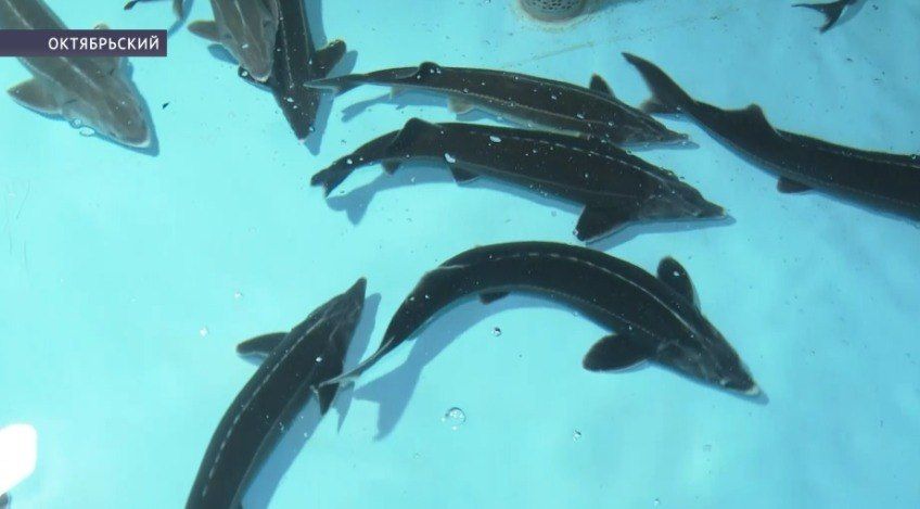 � �������� ��������������� ������� ��������� �����