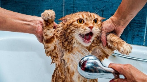 ��� ������ ����: ������ �� ������� ������