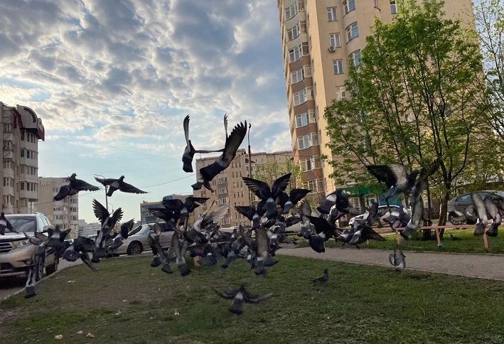 �� ������ ������������, 21 ������ �� ���������� ���������� ��������� �������� ������