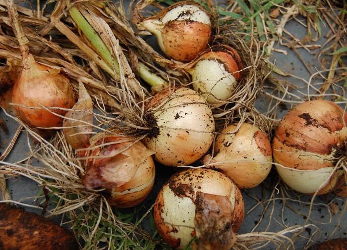 ������ ������ ����: ������� �������� �������