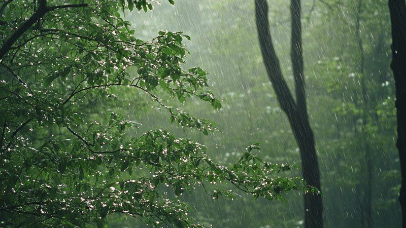 � �������� ���� ������ ���������