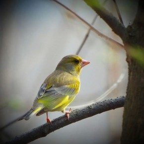 ����������, ����� �������� �������� ���������������� � �������� "��������"