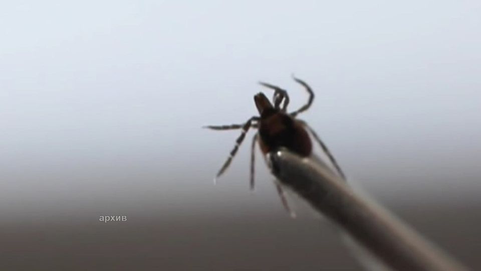 ��������������� ������������ ���������� �� ������ ���������