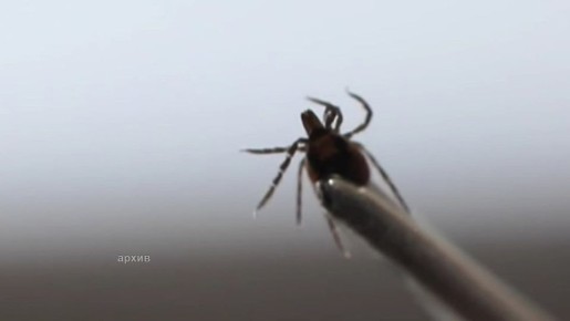 ��������������� ������������ ���������� �� ������ ���������