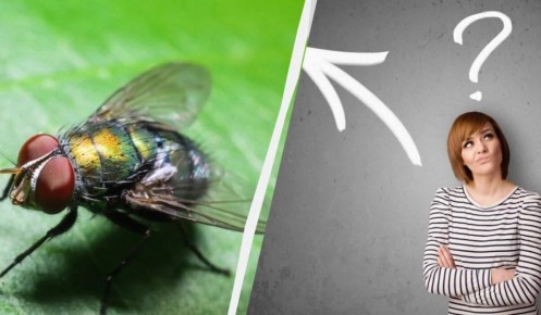 ��� ������ ���������� �� ��� �� �����: ����������� ������