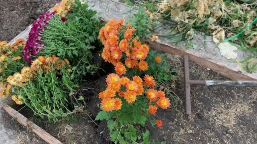 ��� ���������� ����������� ���������� �������: ������ �� ���������