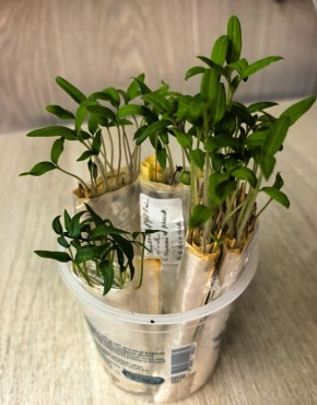 ��� ���������� ��������� ������: ������� ��������� ������ �������, ������ � ����������