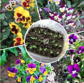 ����������� ��������: ������� ��������� ������ ����� �����