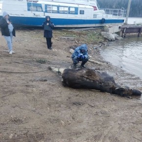 ������� ��������, ��� ��� �������