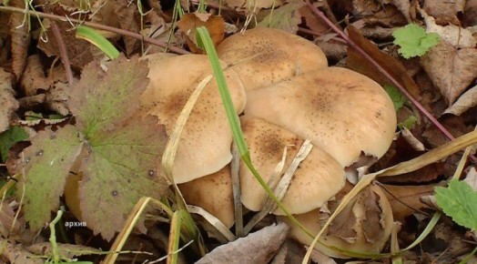 � ����� �������� ��������� ������ �������� �����