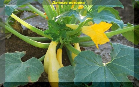 ������ ������� ������, �� �� ����������: ������� ������ � �������