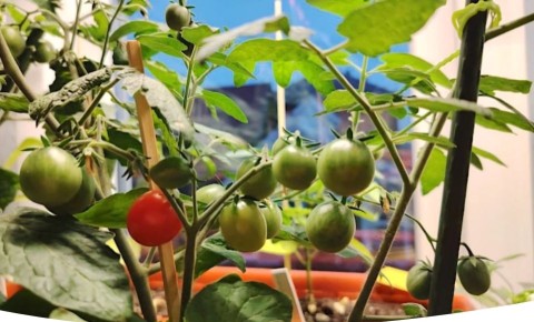 ������ ������ �� �����������: ��� ������� ������ ������ � ������