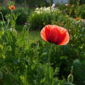 ��� ��������� ��������� ���: ������� ��������� ��������