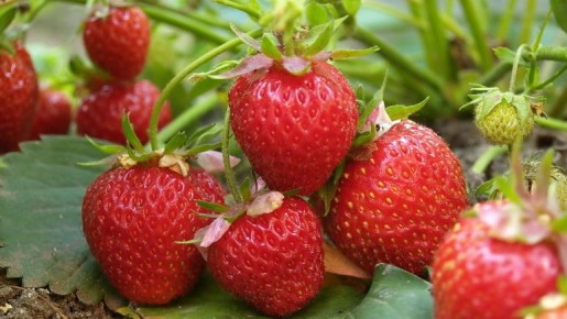 ��� ������� ��������� ������ ������ ��������: ����������� ������ ��������������