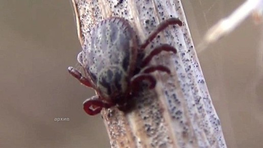 � ���������������� ���������� ����������� �� ������ ���������