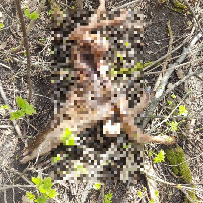 В Башкирии браконьер застрелил рожающую лосиху, а потом убил новорождённых лосят В Башкирии браконьер застрелил рожающую лосиху, а потом убил новорождённых лосят